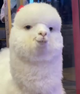 Create meme: animal, alpaca, animals