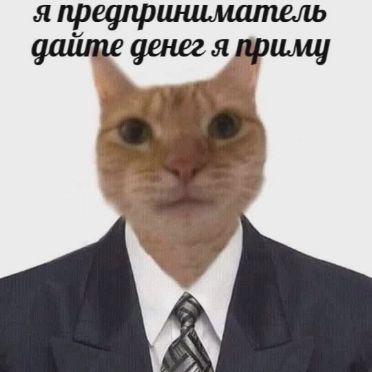 Create meme: mennie cats, cat cat, the cat from memes