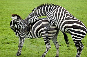 Create meme: zebra mating, Zebra photo, Zebra picture