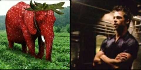 Create meme: strawberry elephant, fight club 1999 , indian elephant