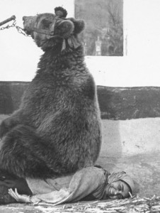 Create meme: the treatment of back bear Romania 1946, animal, bear Wojtek photo