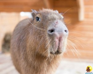 Create meme: rodent capybara, the capybara