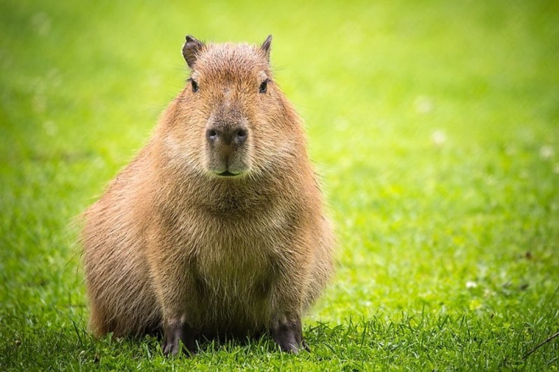 Create meme: morning capybara, capybara rodent, Capybara family