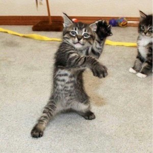 Create meme: cat, a two-month kittens Mei kun, cat karate