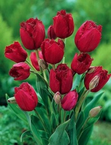 Create meme: Tulip renegade, tulips flowers, multiflowered tulips