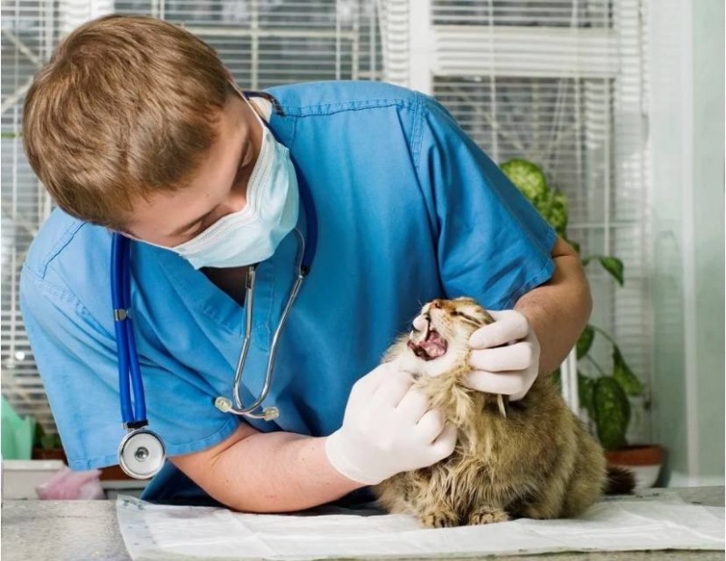 Create meme: veterinarian, the cat is at the vet, a veterinarian with a cat