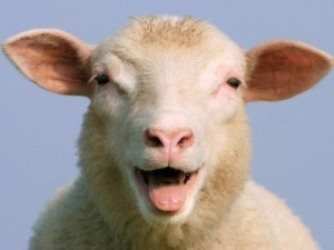 Create meme: sounds a little lamb, sheep and goats, bleating sheep