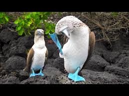 Создать мем: blue footed booby, голубоногие олуши, голубоногая олуша птица