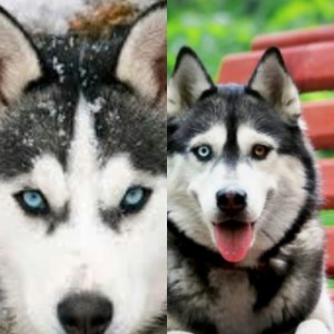 Create meme: dog, husky husky, Siberian husky