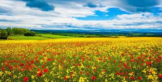 Create meme: summer field, poppy field, flower field