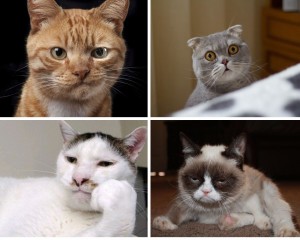 Create meme: funny cats, Cat, cats