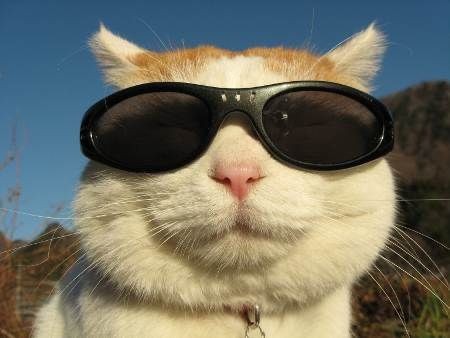 Create meme: cat in glasses meme, cat with glasses, cat 