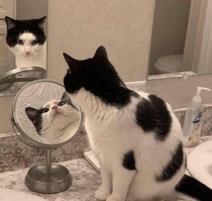 Создать мем: кот в зеркале мем, милые котики, забавные животные