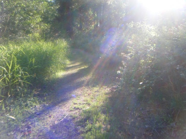 Create meme: darkness, forest path, sunny day in the forest