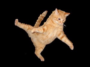 Create meme: cat, jumping cat