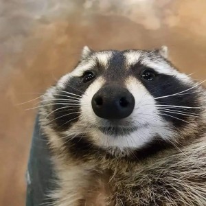 Create meme: raccoon happy, happy raccoon, raccoons