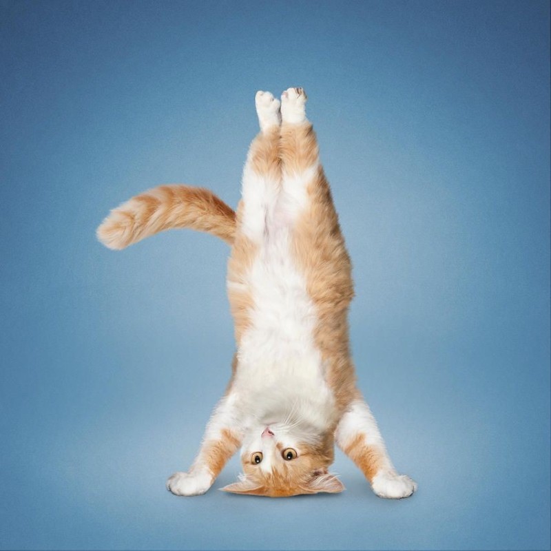 Создать мем: yoga cats постер, кот занимается йогой, бодрый кот