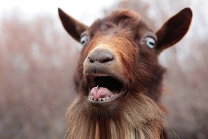 Create meme: red goat photo, baby goat, goat simulator