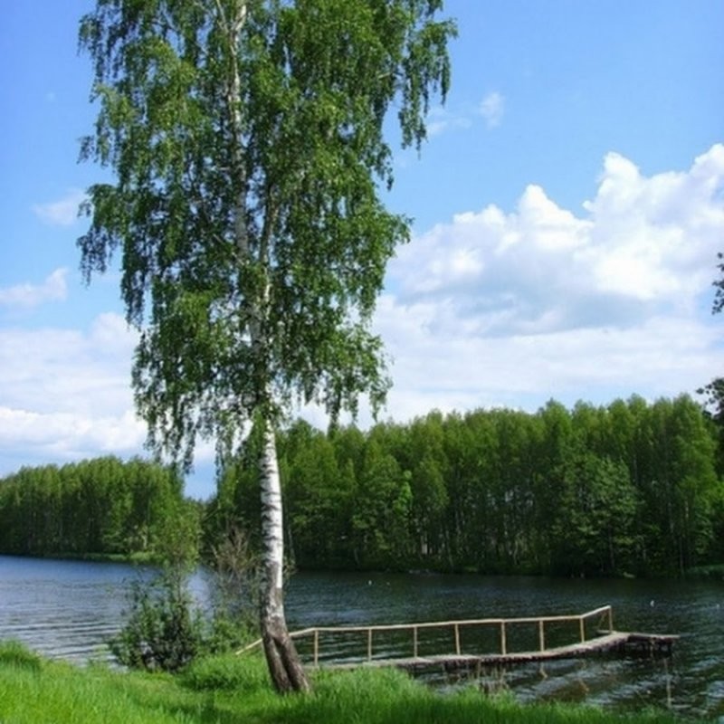 Create meme: birch grove and river, birch , weeping birch ples