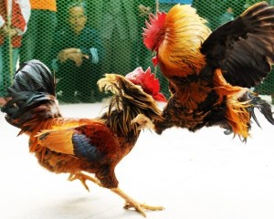 Create meme: fighting roosters photos, picture cock fighting, cockfight photos