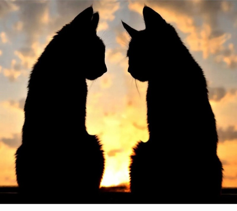 Create meme: cat , the cat at sunset, cat 