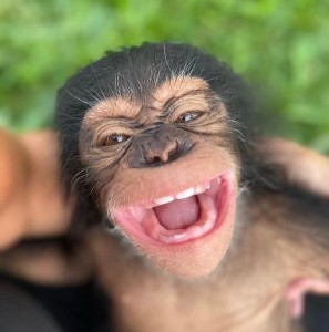 Create meme: monkey laughs, a monkey with a language, funny monkeys