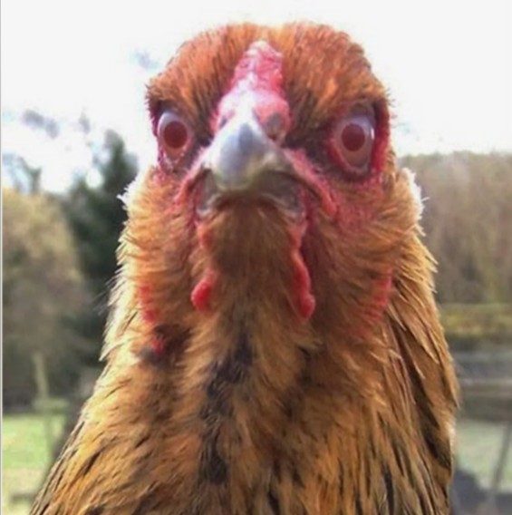 Create meme: scary chickens, angry chicken, stupid chicken