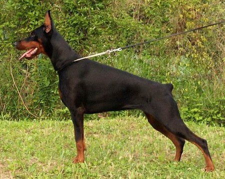 Create meme: doberman, breed Doberman, Doberman Pinscher