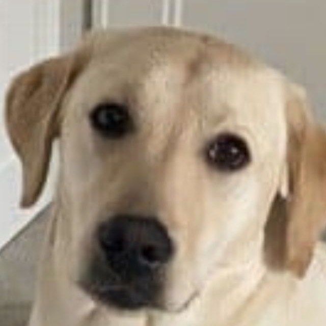 Create meme: Labrador , labrador golden retriever, Labrador Retriever 