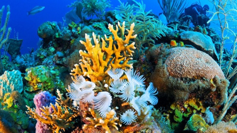 Создать мем: красивые кораллы, морские кораллы, подводный риф риф