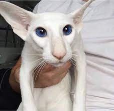 Создать мем: кот ориентал грузин, ориенталы, белый сиам ориентал