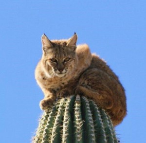 Create meme: down, bobcat, it's a cat