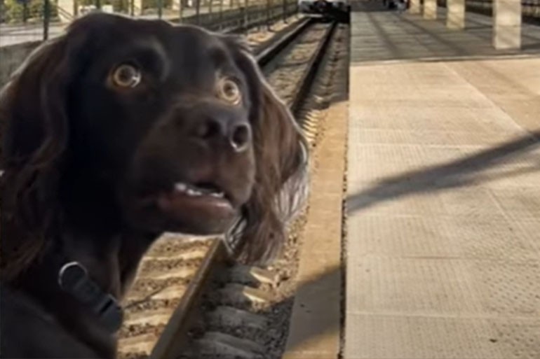 Create meme: a scared dog, Spaniel dog, black dog 