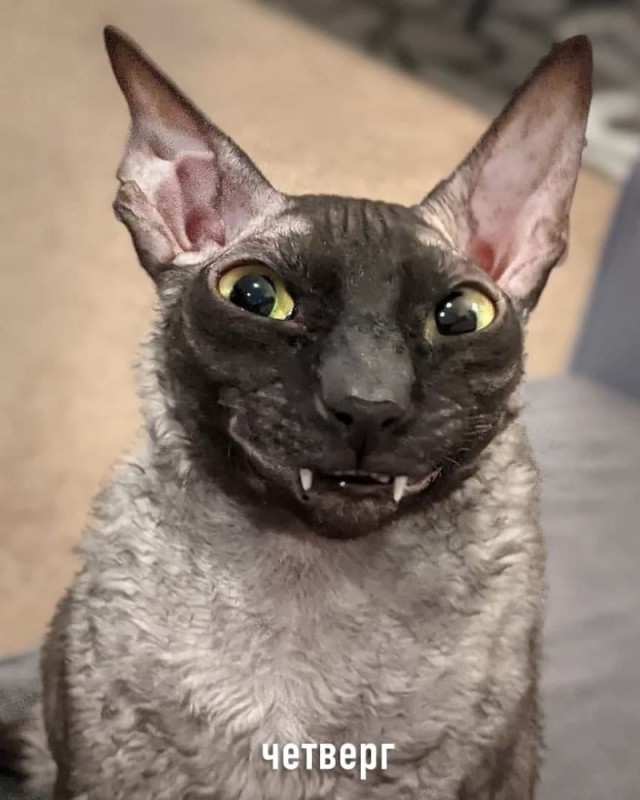 Create meme: hilarious cats, cat , the breed is Cornish Rex 