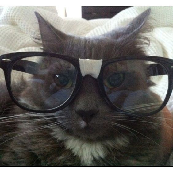 Create meme: the bespectacled cat, cat , cat's point