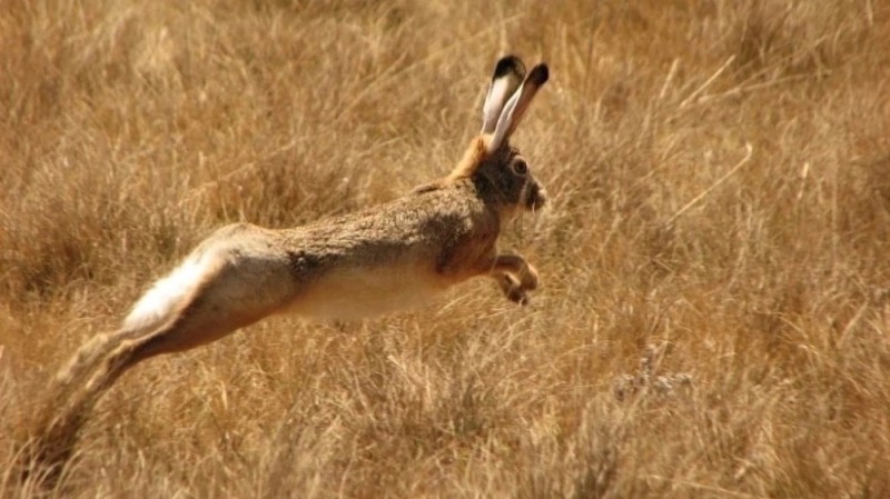 Create meme: The running hare, hare hare , hare rusak run