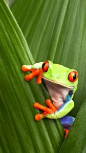 Create meme: frog, tree frog, Awful