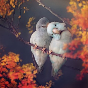 Создать мем: любовь попугаи, попугаи обнимаются, влюбленные попугаи картинка