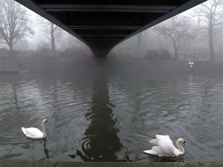 Create meme: swans in the park, swans on a pond , Catherine Park autumn Lake swans