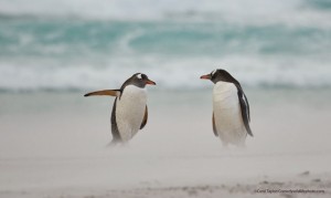 Create meme: penguin bird, penguin