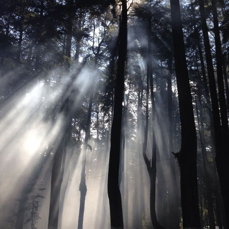 Create meme: forest in the fog wallpaper, forest fog, sun forest