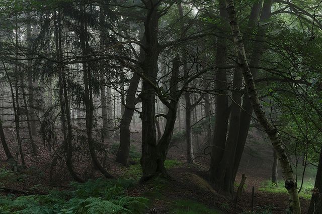 Создать мем: лес мрачный, пейзаж, природа