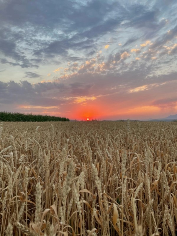 Create meme: sunset in the field, wheat , ear field