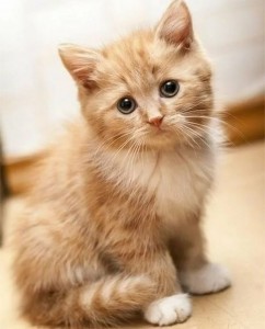 Create meme: adorable kittens, kitties, ginger kitten
