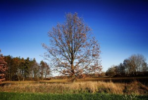 Create meme: trees in autumn, sky trees, autumn trees