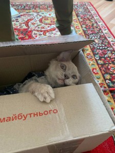 Create meme: cat, funny cats, cat in box