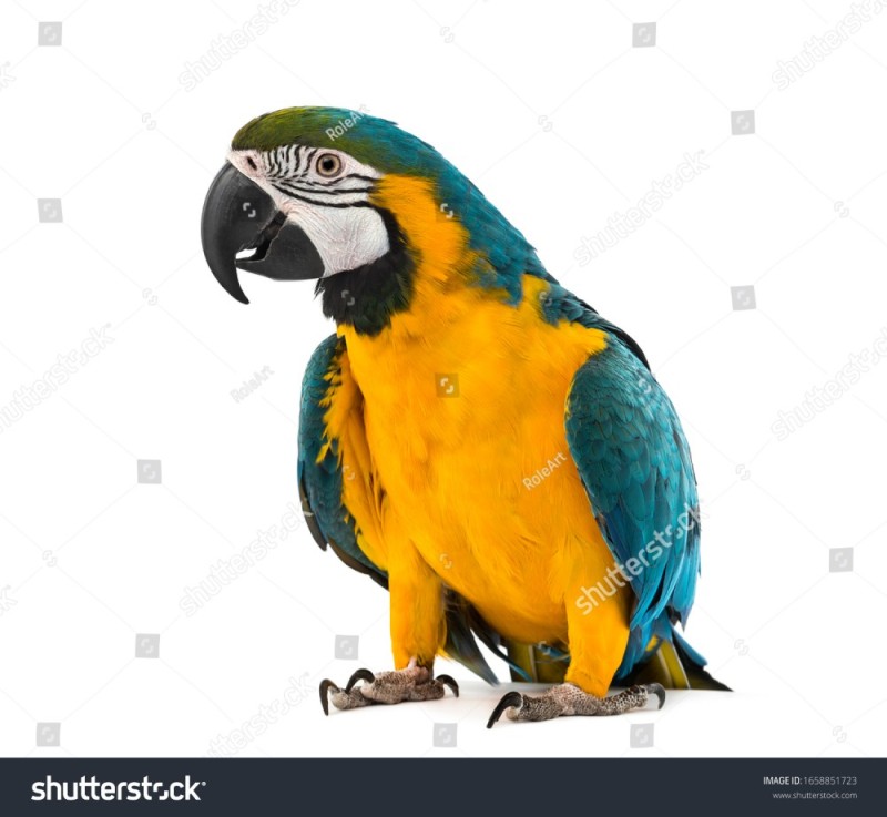 Создать мем: попугай ара на белом фоне, сине жёлтый ара, попугай ара синий желтый