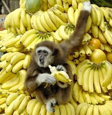 Create meme: banana Paradise