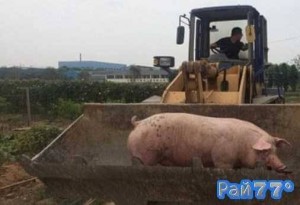 Create meme: large white breed of pigs, pig, Landrace breed of pigs
