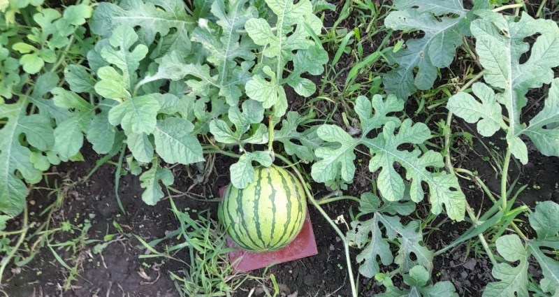 Create meme: watermelon melon, watermelon , watermelon leaves